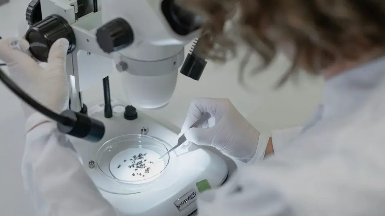 Vokietijos ekspertai perspėja dėl Vakarų Nilo viruso plitimo Berlyne ir Rytų Vokietijoje
