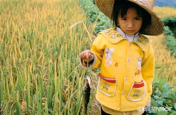 Kinų vaikai naudoti eksperimentui su GMO