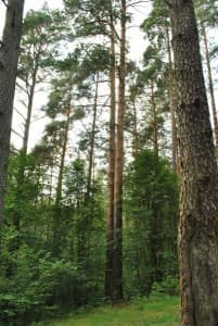 Miškų įstatymo pataisoms po pateikimo pritarta