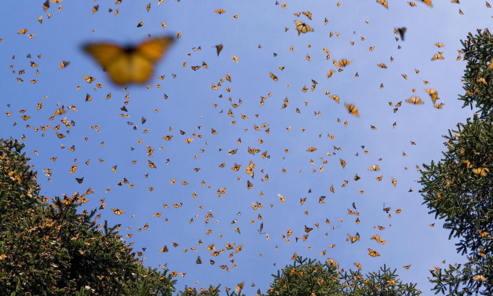 Dėl „Monsanto“ sukurto herbicido „Roundup“ baigiami išnaikinti vieni gražiausių pasaulyje drugeliai monarchai (Danaus plexippus)