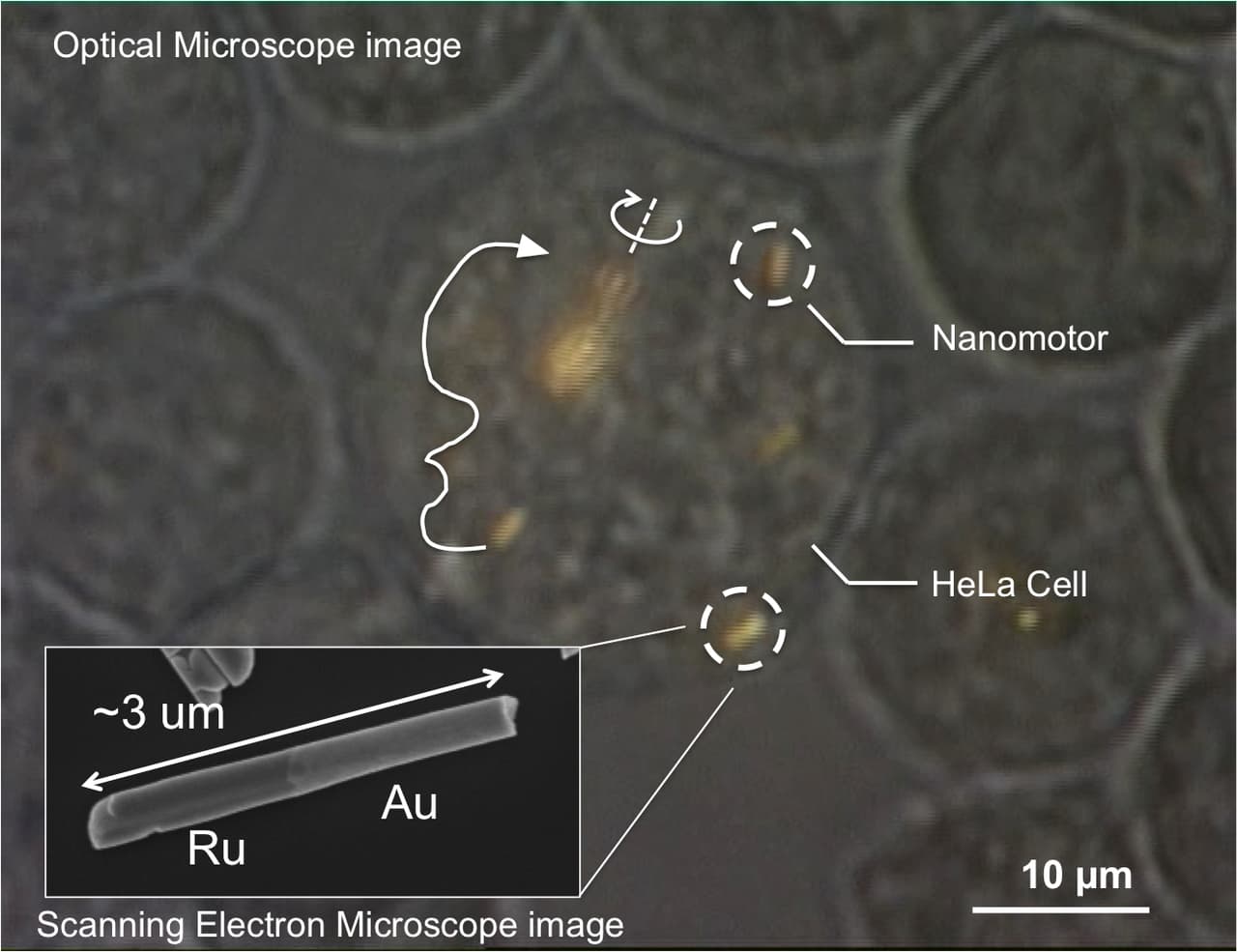 Nanomotorai įkelti į vadinamąsias nemirtingąsias HeLa ląsteles