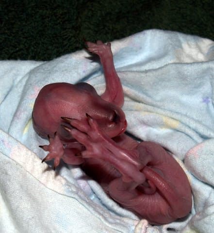 Pirmasias pasaulyje klonuotas dinozauras Spotas