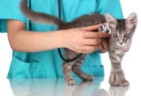 Šių metų Pasaulinės veterinarijos dienos tema – gyvūnų gerovė