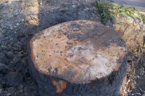 Prašoma viešo institucijų pasiaiškinimo dėl barbariško sveikų medžių naikinimo