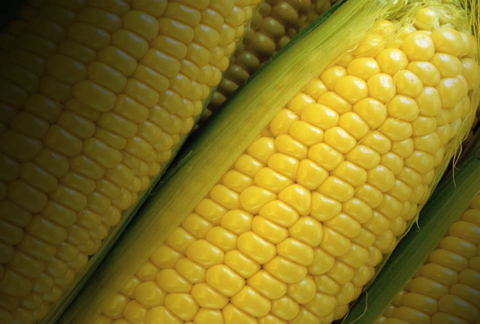 Europos Komisija leidžia naujus GMO produktus, o Rusija uždraudžia GMO žemės ūkyje