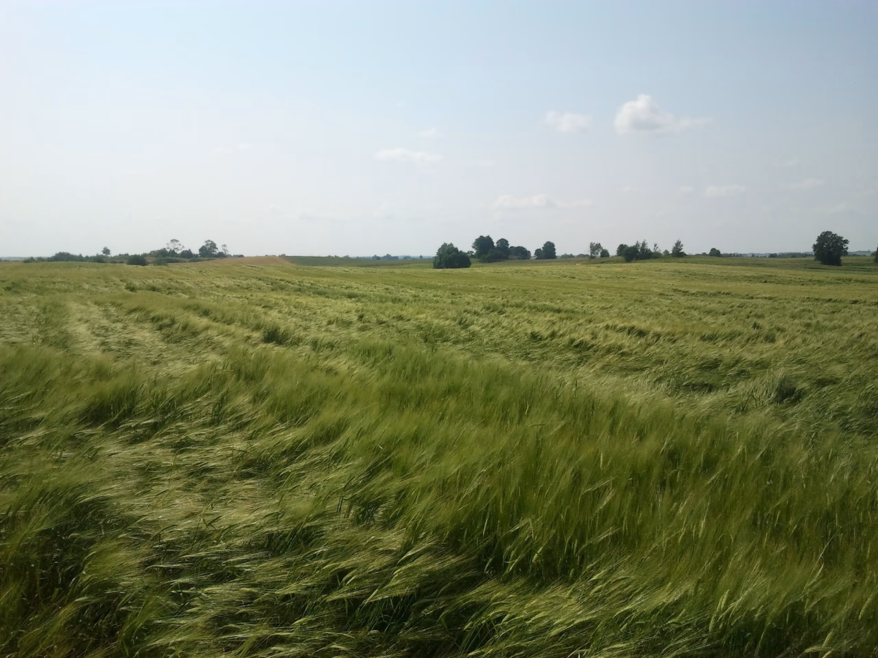 Neišdegęs miežių laukas. Asociatyvinė nuotrauka.