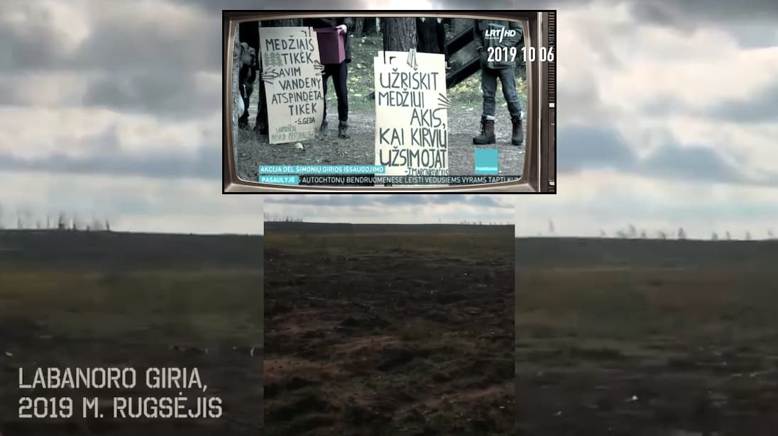 Nerimaujama be reikalo: kirtimų Lietuvos miškuose visai nepadaugėjo, tiesiog pasikeitė visuomenės požiūris