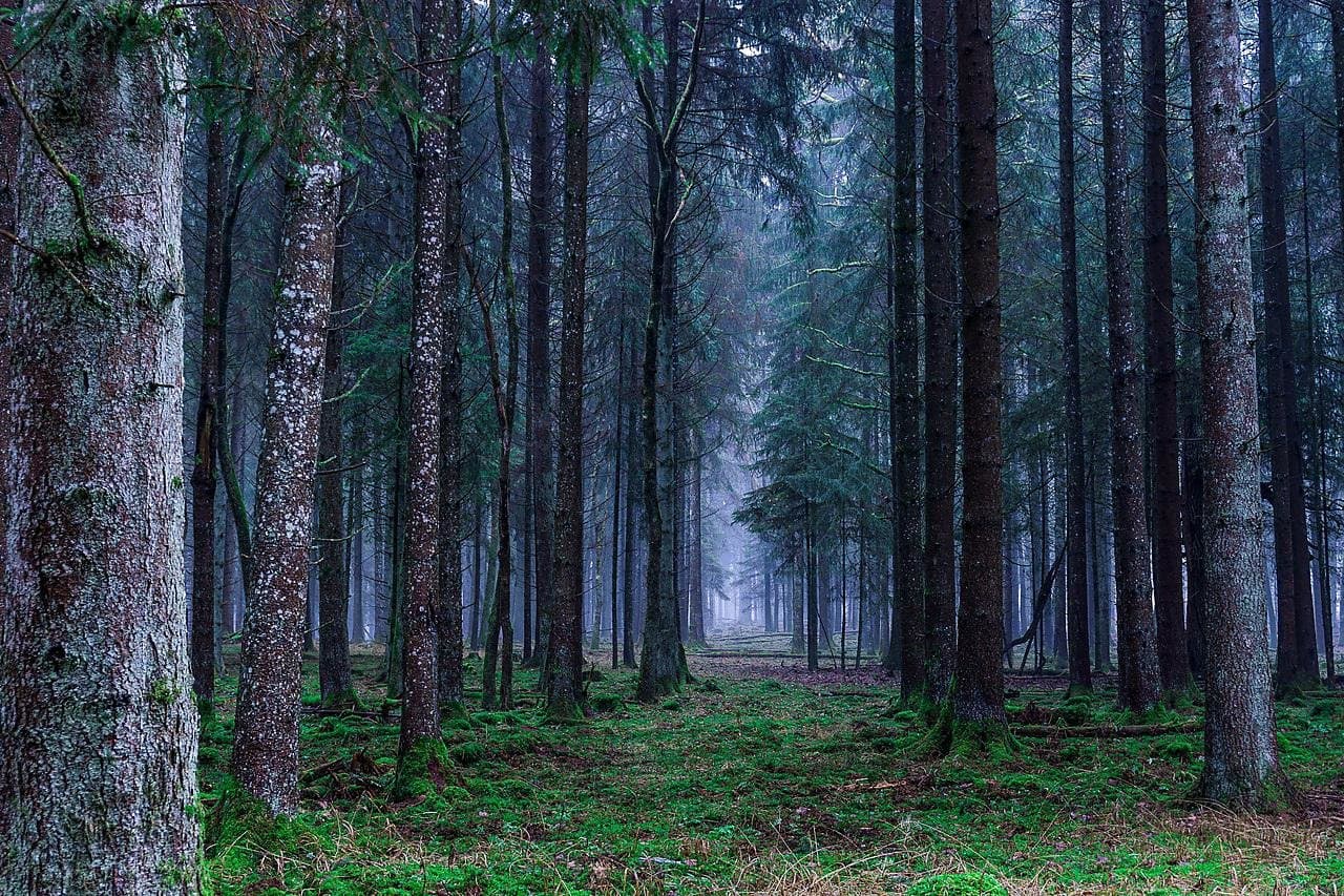 Apie 60 proc. ES miškų priklauso privatiems savininkams
