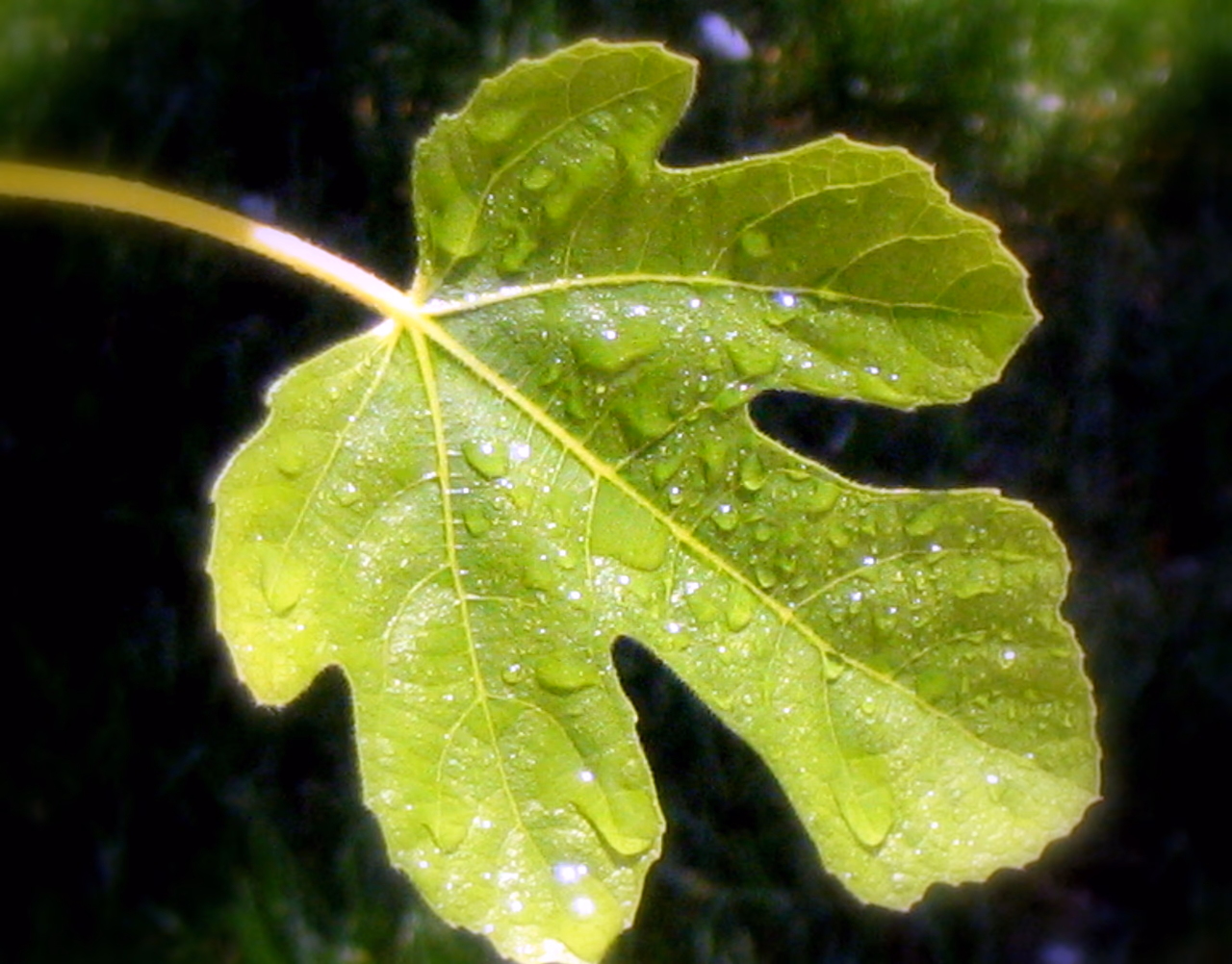 Figos lapas. Nuotr. iš wikimedia.org